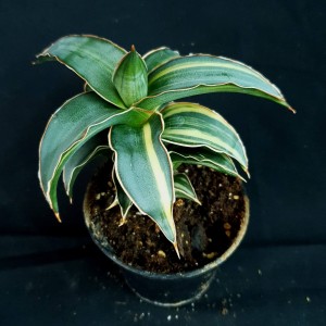 Sansevieria 'Lavranos Vol. 23251 Variegated' #3651