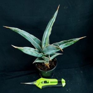 Sansevieria pinguicula 'Variegated' #3654