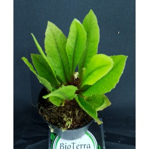 Tectaria hilocarpa#9732
