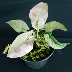 Syngonium 'Double Pink' #2508E