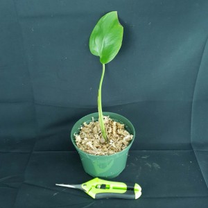 Monstera deliciosa 'Victory' – Origine Mid Cut #3363E