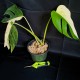 Monstera deliciosa var. marmorata 'Tri-Color' – Half Moon #3388E