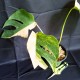 Monstera deliciosa var. marmorata 'Tri-Color' – Half Moon #3388E