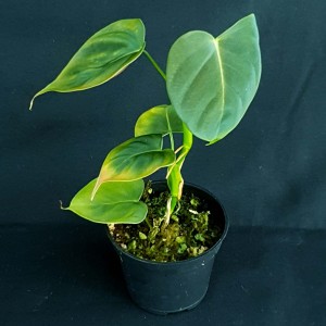 Philodendron lupinum #3417