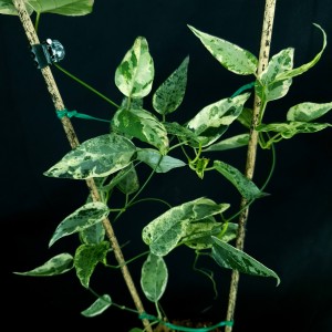Dregea sinensis 'Variegata' #3438E
