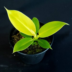 Philodendron 'Moonlight' #3451E