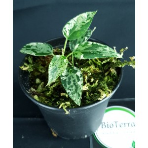 Dregea sinensis 'Variegata'#0042E