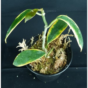 Hoya diversifolia 'Margin Variegated'#0206