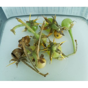 Solanum pyracanthum x10 fruits (environ 100 graines) #0415E