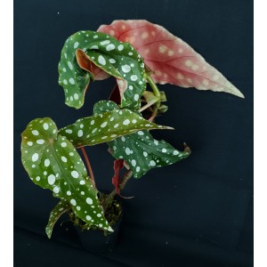 Begonia maculata#0493