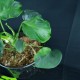 Monstera deliciosa 'Mutate Form D' #2636E