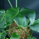 Monstera deliciosa 'Mutate Form A' #2637E