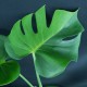 Monstera deliciosa 'Mutate Form A' #2637E