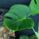 Monstera deliciosa 'Mutate Form A' #2637E