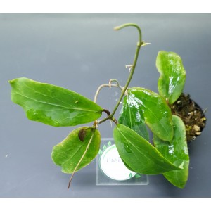 Hoya erythrina 'Long Leaf'#9302