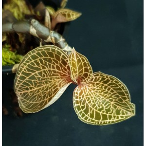 Anoectochilus roxburghii hayata 'Red Stem Pointe Leaves' #3004E
