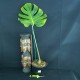 Monstera deliciosa 'Green on Green' #3012E