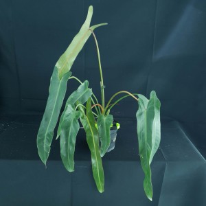 Philodendron spiritus-sancti #3060E