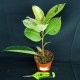 Ficus elastica 'Shivereana' #3070E