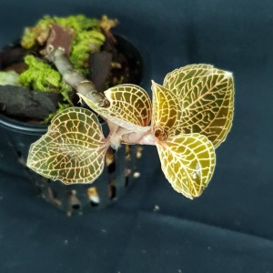 Anoectochilus roxburghii hayata 'Red Stem Pointe Leaves' #3146