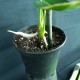 Anthurium warocqueanum #3168E