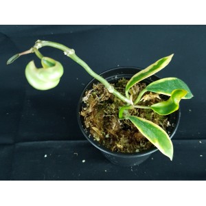 Hoya diversifolia 'Margin Variegated'#0207