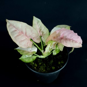 Syngonium 'Double Pink' #3813