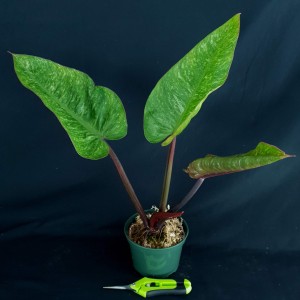 Philodendron 'Chocolate Chip' #3849E