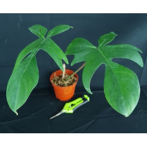 Possible Revert – Philodendron 'Florida Beauty'#0512