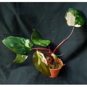 Philodendron 'Pink Princess'#0577