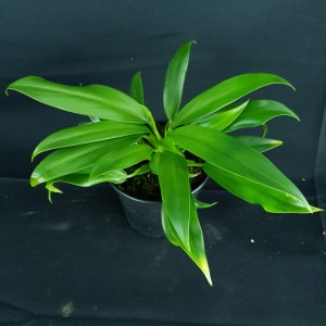 Revert – Philodendron 'Wend Imbe Variegated' #3315