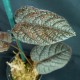 Pterisanthes sp. #2702E