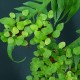 Woodwardia orientalis #2728