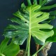 Monstera deliciosa 'Green on Green' #2733E