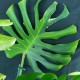 Monstera deliciosa 'Green on Green' #2733E