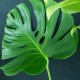 Monstera deliciosa 'Green on Green' #2733E