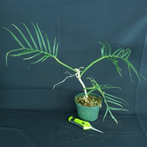 Philodendron tortum #2780