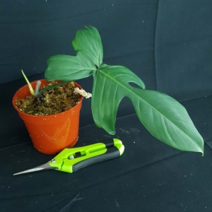 Possible Revert – Philodendron 'Florida Beauty' #2786