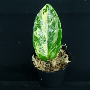 Zamioculcas zamiifolia 'Variegated' #2794E