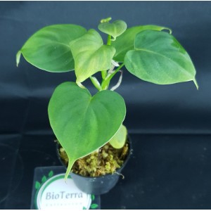 Philodendron lupinum#9937