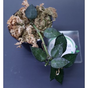 Hoya krohniana 'Black Leaves'#9151