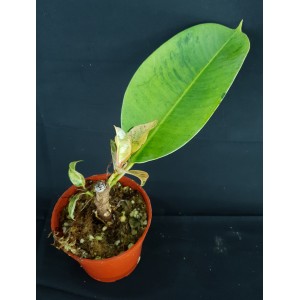 Ficus elastica 'Shivereana'#0336