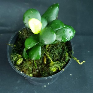 Hoya heuschkeliana 'Yellow flower' #2898