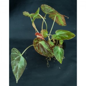Begonia aff burkillii