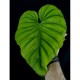Philodendron sp 'Columbia'