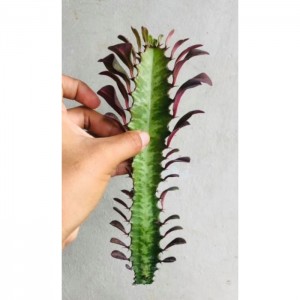 Euphorbia trigona 'Rubra'
