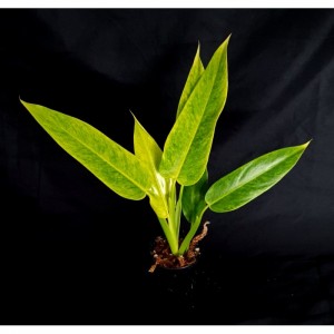 Philodendron 'Golden Spear - Calkins Gold'