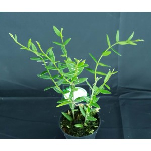 Hoya bella sp. aff. engleriana 'Vietnam'