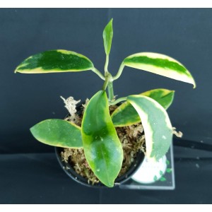 Hoya diversifolia 'Margin Variegated'
