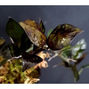Hoya krohniana 'Black Leaves'